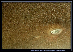 A Macro Shot of an eye of a nurse Shark...:O) .... by Michel Lonfat 